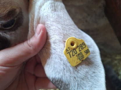 Bild 3:Brillenschafe