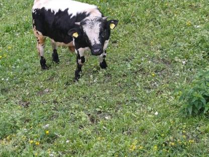 Bild 5:Pustertaler Sprinzen