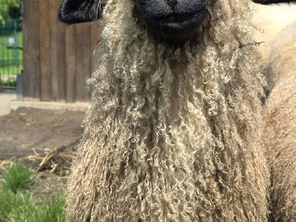 Bild 2:Walliser Schwarznasenbock