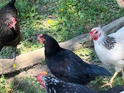 Bild 3:Junghähne abzugeben