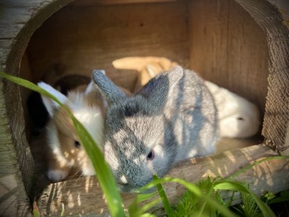 Bild 6:Zwergkaninchen Löwenkopf