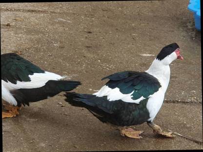 Bild 2:Warzenenten, Laufenten, Gänse