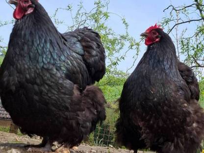 Bild 5:Orpington Küken Bruteier GSG, blau gesäumt, schwarz, splash