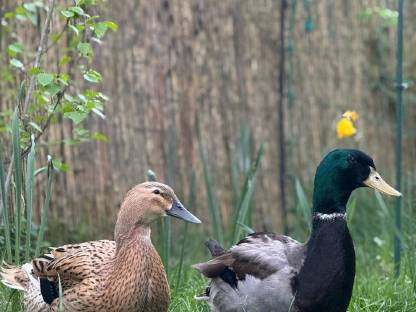 Bild 6:Rouen Clair Enten und Eier