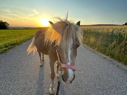 Pony Stute