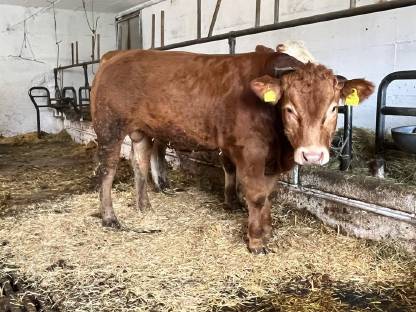 Limousin Jungstier