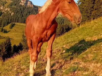 Bild 3:Noriker Hengstfohlen Amor Nero