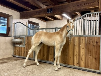 Tiroler Haflinger-Stutfohlen Namina