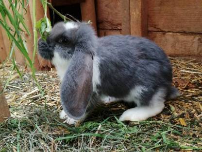 Bild 3:Kaninchen Deutsche Widder