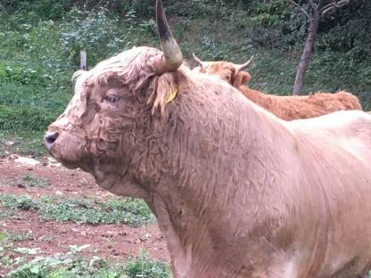 Bild 3:Hochlandrinder