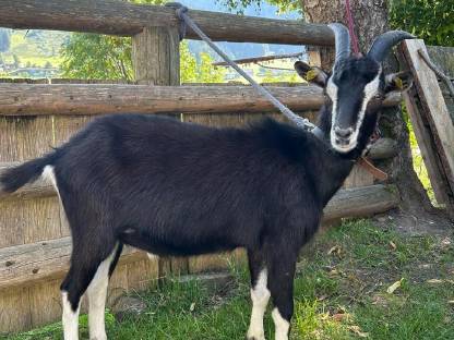 Bild 4:Pinzgauer Strahlenziegenbock