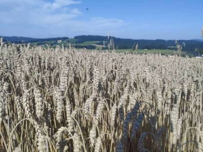Weizen ab Feld