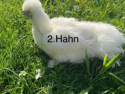 Bild 5:Seidenhühner