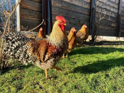 Bild 2:Bruteier Hühner