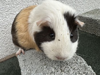 2 Jahre alte Meerschweinchen-Dame