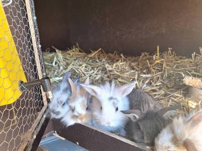 Löwenkopfkaninchen