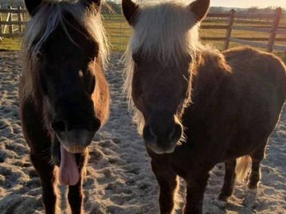 Bild 3:Classic Pony Wallach