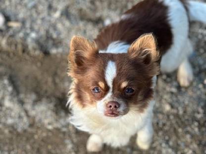 Chihuahuas