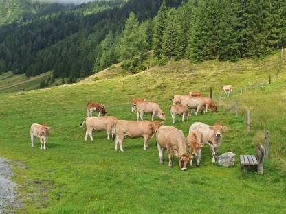Suche Murbodner Kalbin