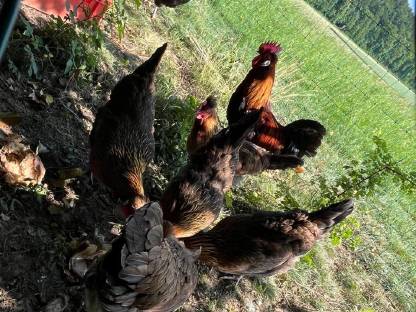 Bild 2:Altsteirer Hühner