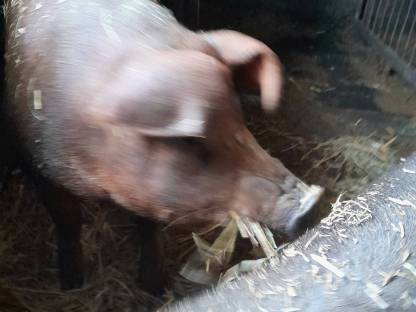 Reinrassige Duroc Zuchtsau
