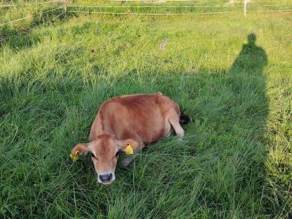 Bild 3:Jersey Kalbin