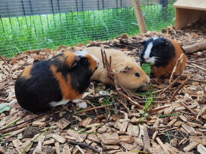 Meerschweinchen Kastrat