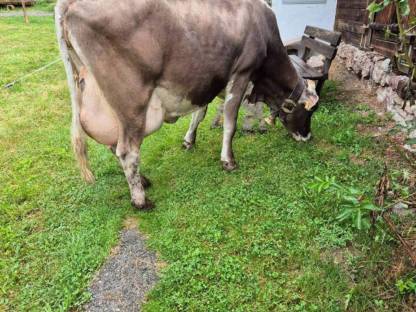 Bild 3:Blüem Stierkalb