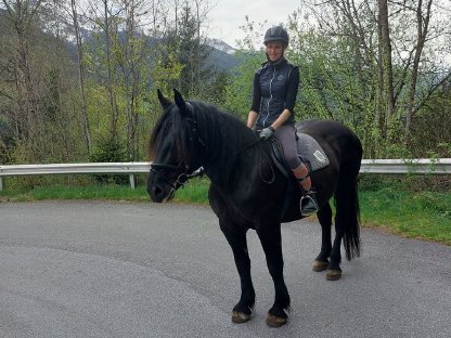 Bild 3:Liebevolles Noriker-Rappstutenfohlen - Daisy