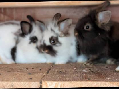 Bild 8:Einige junge Löwenkopf Zwergkaninchen