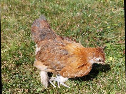 Bild 6:Zwergcochin Junghennen