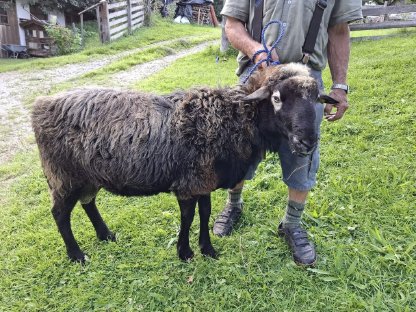 Bild 2:Krainer Widder