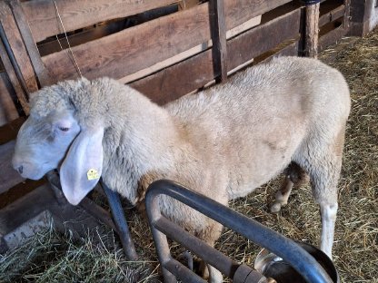 Bild 2:Tiroler Bergschaf