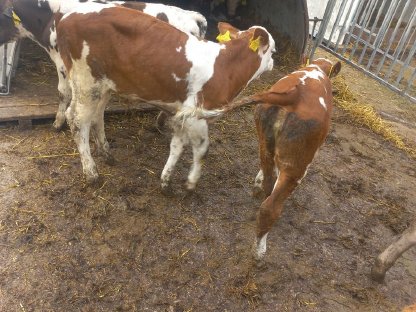 Bild 2:Verkaufe 4 Stierkälber