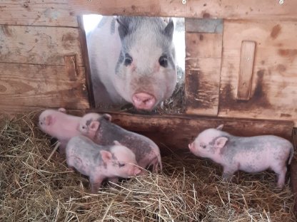 Mini Schweine