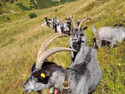 Bild 2:Blobe Ziegen,  Herdenbuch