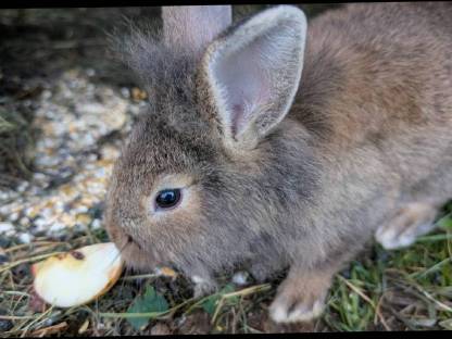 Bild 5:Junge Zwergkaninchen in allen Farben