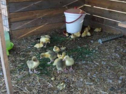 Bild 2:BIO Weidegänse