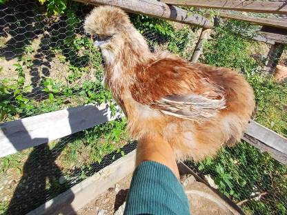 Bild 4:Zwergseidenhennen Seidenhennen