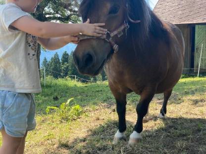 Bild 5:Mini-Shetlandponys