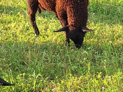 Bild 3:Jura-Lämmer, weiblich und männlich