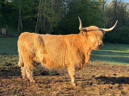 Bild 4:Hochlandrinder Kühe tragend mit Kuhkalb, Kalbin 1-jährig