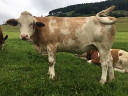 Trächtige Fleckvieh Zuchtkalbin Bio