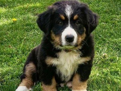 Bernersennenhund