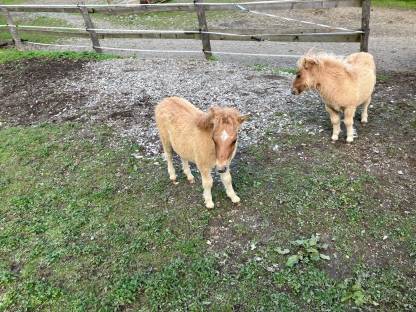 Bild 2:Mini Shetty Hengstfohlen