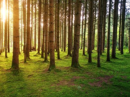 17 ha gut bestockter Wald - Gurktal