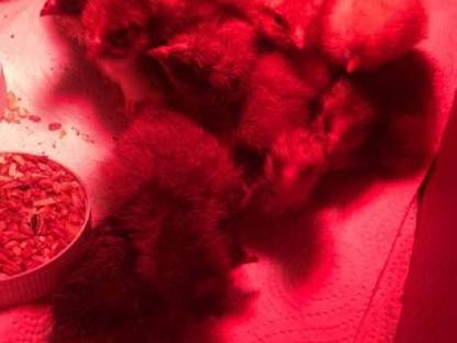 Bild 2:Bruteier Buntleger