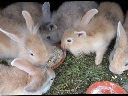 Bild 3:Einige junge Löwenkopf Zwergkaninchen