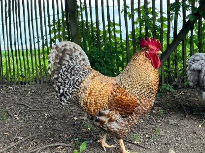 Freundlicher Bielefelder Hahn an Lebensplatz abzugeben