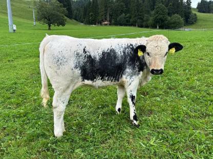 Bild 4:Pustertaler Sprinzen BIO Kalbinnen